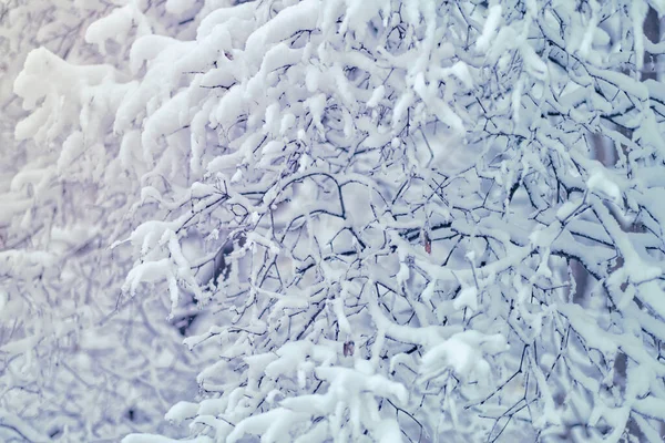 Nieve Invierno Ramas Con Hojas Otoñales Con Cubierta Nieve Caída —  Fotos de Stock