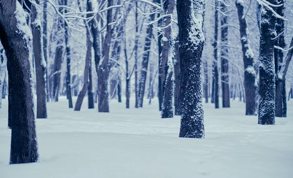 Nieve Invierno Árboles Cubriendo Nieve Caída Nieve Las Hojas Moscú — Foto de Stock