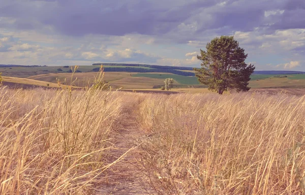 Střední Rusko Zemědělská Krajina Kopci Venkovské Silnice Letní Krajina Údolí — Stock fotografie
