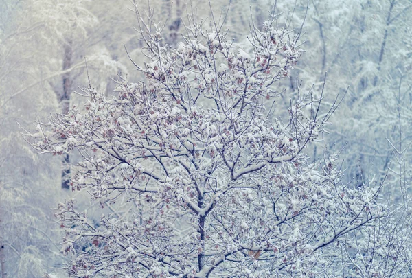 Inverno Nevando Árvore Com Outonos Folhas Com Cobertura Neve Gota — Fotografia de Stock
