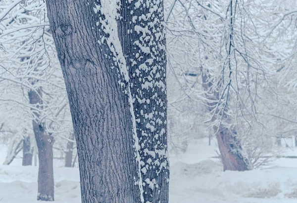 Nieve Invierno Árboles Con Cobertura Nieve Caída Nieve Los Árboles —  Fotos de Stock