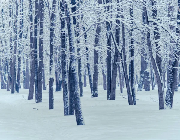 Zimowy Śnieg Pokrywa Śniegu Drzew Kropla Śniegu Liściach Moskwie Rosja — Zdjęcie stockowe