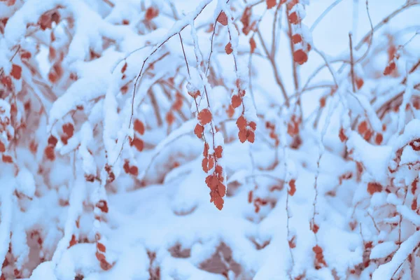 Зимний Снег Ветки Осенними Листьями Снежным Покровом Капля Снега Листочках — стоковое фото