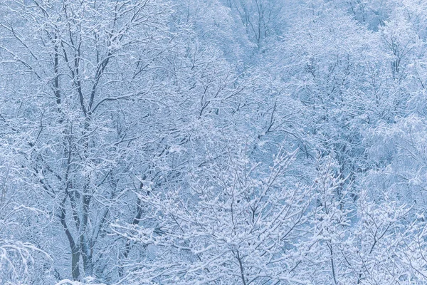 Neige Hivernale Branches Recouvertes Neige Dépôt Neige Sur Les Arbres — Photo