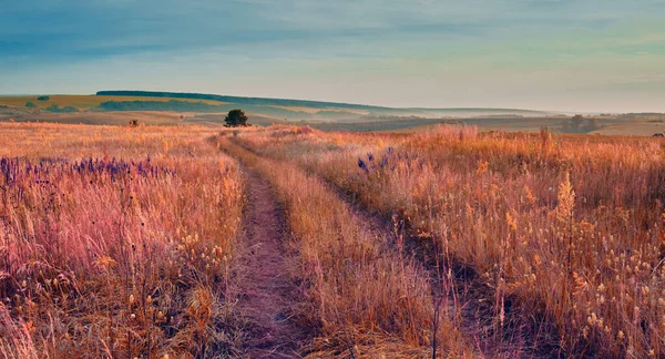 Tarlada gün doğumu. Sis, gün doğumu ve çiçek açan çayır manzaralı güzel bir manzara. Gün doğumunda açan yabani çiçekler. Samara, Rusya.
