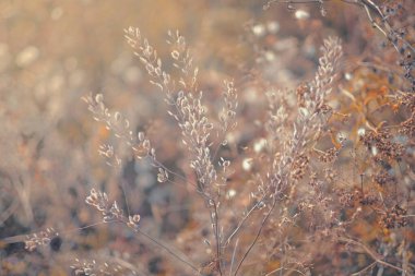 Tarlada gün doğumu. Sonbahar kırsalında sis, gün doğumu ve çiçek açan çayır. Gün doğumunda açan yabani çiçek. Samara, Rusya.