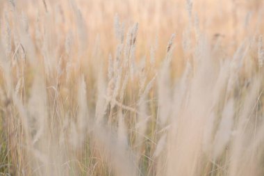 Gündoğumu 'nun alandaki bulanık arkaplan görüntüsü. Sonbahar kırsalında sis, gün doğumu ve çiçek açan çayır. Sunrise 'da yabani otlar çiçek açıyor. Samara, Rusya.
