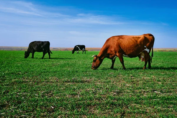 Koeien Een Groen Veld Koeienherder Het Groene Zomerveld — Stockfoto