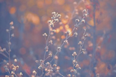 Gündoğumu 'nun alandaki bulanık arkaplan görüntüsü. Sonbahar kırsalında sis, gün doğumu ve çiçek açan çayır. Gün doğumunda açan yabani çiçekler. Samara, Rusya.