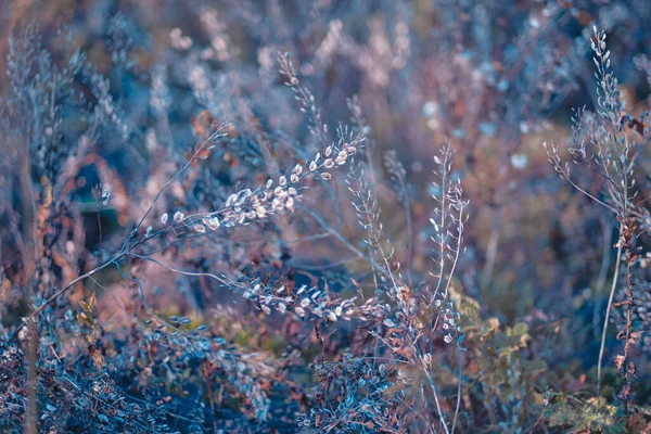 软焦点模糊了日出的背景图像 秋天的乡村风景 繁茂的草地 太阳升起时野草盛开 俄罗斯萨马拉 — 图库照片