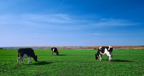 Cows on a green field. Herd of cows at summer green field.Image with space for text.