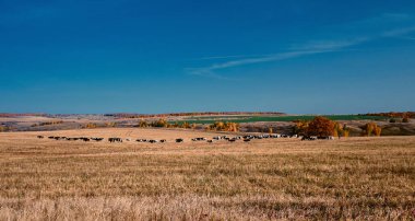Sonbahar tarlasında inek sürüsü. Orta Rusya 'nın panoramik manzarasında tepeler var. Kırsal vadilerin sonbahar manzarası.