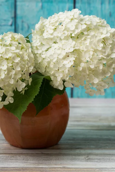 Kırsal bir vazoda mavi arkaplanlı beyaz ortanca çiçekleri