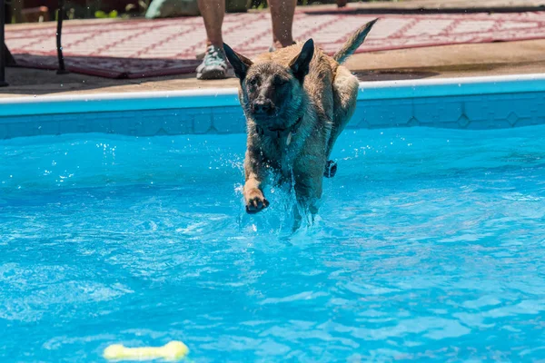 Belgian Malinois dog jumping in pool for a toy