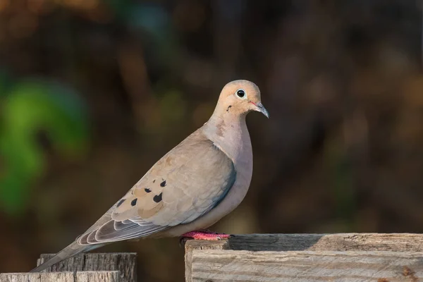 Mourning Dove Perched Old Wooden Fence — Stock Photo, Image