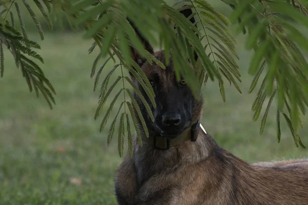 Βελγική Μαλινουά Σκύλος Κάθεται Πίσω Από Δέντρο Φύλλα — Φωτογραφία Αρχείου