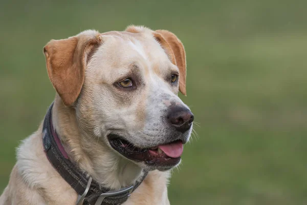 Labrador Mixed Breed Dog Portrait — Stock Photo, Image