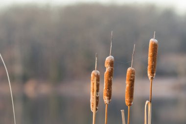 Örümcek ağı ile uzun