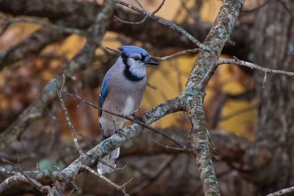 Blue Jay (Cyanocitta cristata) perched