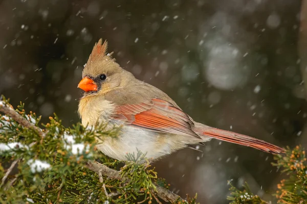 Oiseau Cardinal Sur Une Branche Cèdre Dans Neige Photos De Stock Libres De Droits