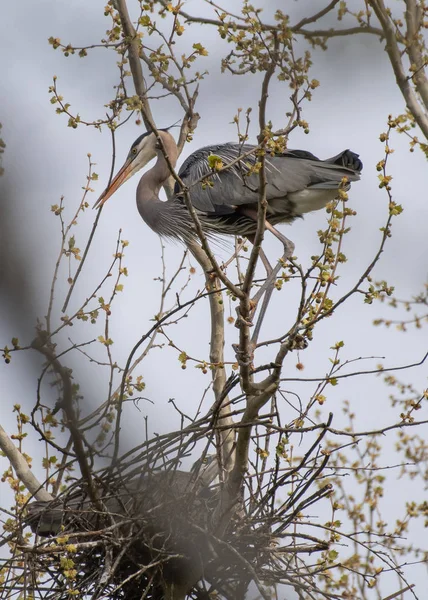 Great Blue Heron Brining Stick Female Sitting Nest — Stock Photo, Image