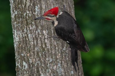 Pileated woodpecker (Dryocopus pileatus) clipart