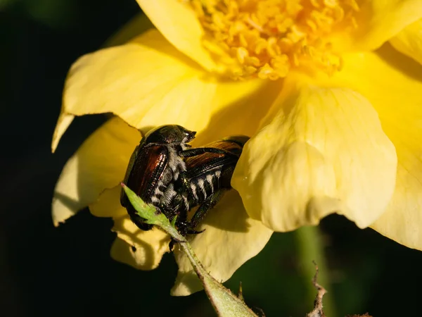 Japanska skalbaggar kopulera på en gul ros — Stockfoto