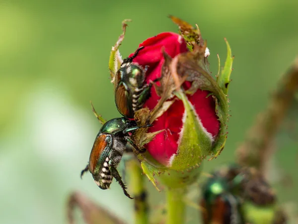 Scarabées japonais manger un bourgeon de rose Images De Stock Libres De Droits