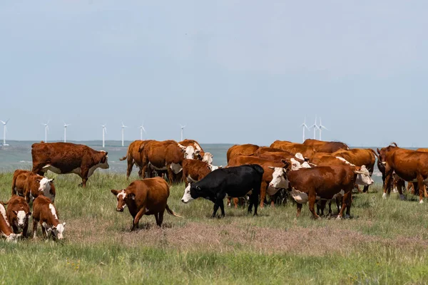 Bir tarlada sığır ve rüzgar türbinleri - kavram 