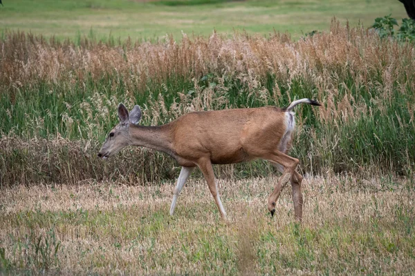 Veado de mula andando em uma área gramada grossa — Fotografia de Stock