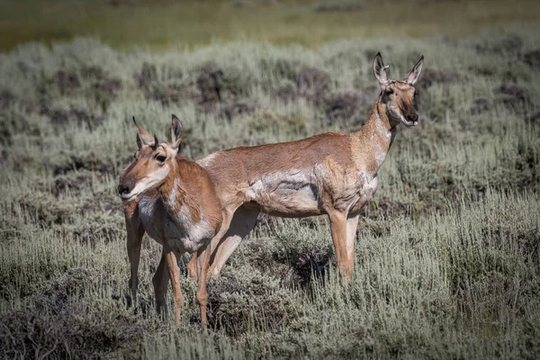 Doi tineri antilope pronghorn — Fotografie, imagine de stoc