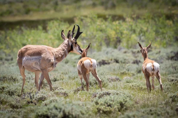 Pronghorn mãe com dois filhos — Fotografia de Stock