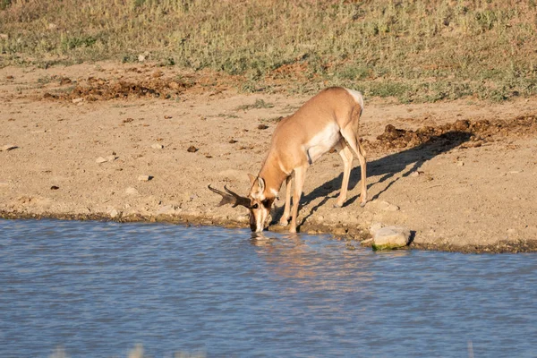 Pronghorn água potável — Fotografia de Stock