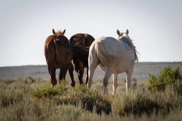 Tres yeguas con sus traseros a la cámara — Foto de Stock