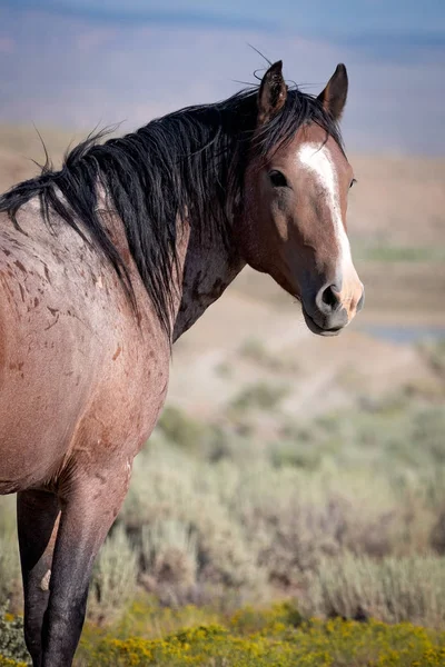 Retrato de caballo semental salvaje de la cuenca de arena — Foto de Stock