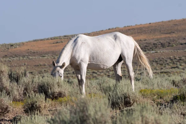 Yegua caballo blanco salvaje pastoreo — Foto de Stock