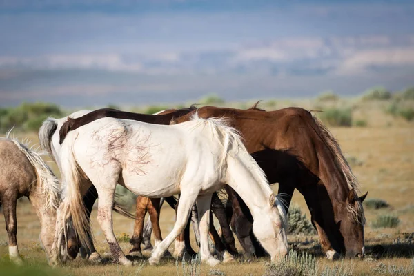 Grupo de caballos salvajes pastando — Foto de Stock