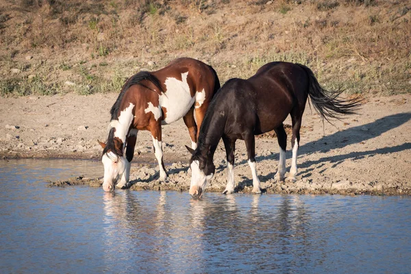 Dos caballos salvajes bebiendo agua en un estanque — Foto de Stock