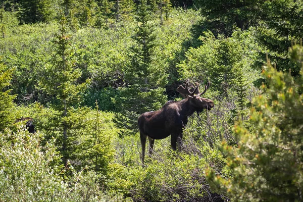 Le broutage des orignaux pour se nourrir dans une forêt Photos De Stock Libres De Droits