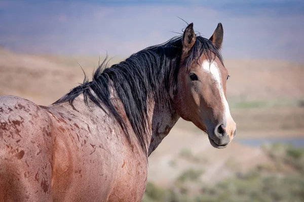 Portrait de cheval d'étalon sauvage du bassin de lavage du sable Photo De Stock