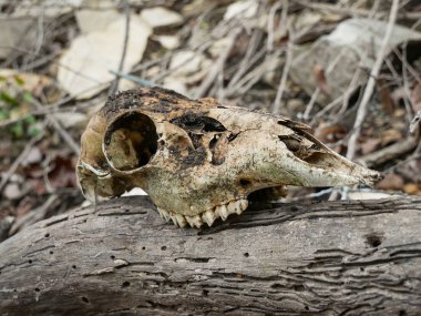 Beyazkuyruklu geyik kafatası bir kütüğün üzerinde yatıyor.