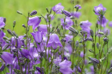 mor çan çiçekleri veya campanula 