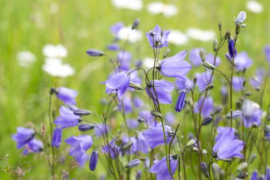 Zarif çan çiçekleri ya da campanula yaz taze çayırları