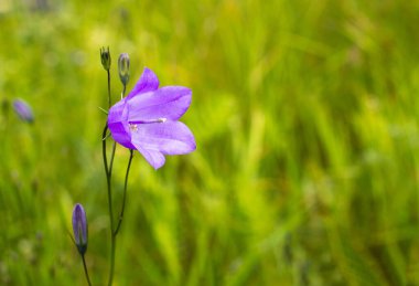 Yeşil ve sarı çimen zemin üzerinde açık mor çan çiçeği: metin için kopya alanı olan yaz kartpostalı