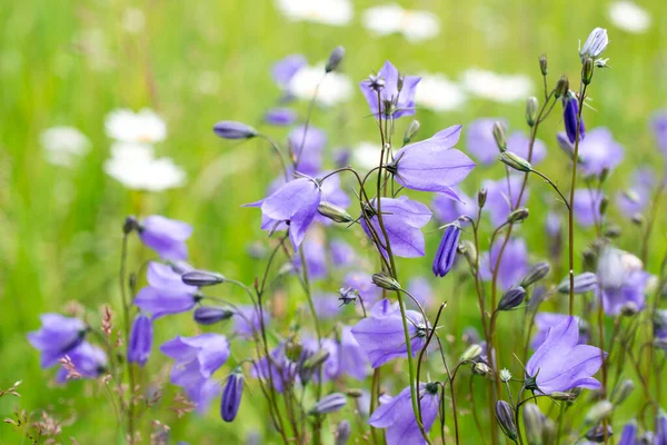 Campanule Eleganti Campanula Estate Prato Fresco — Foto Stock