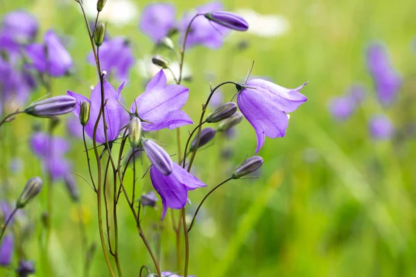 Elegant Purple Bellflowers Campanula Close — Stock Photo, Image