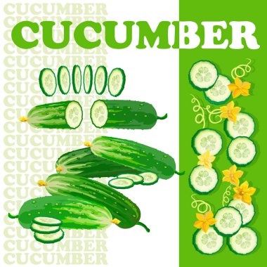 Salatalık ve beyaz arka plan üzerinde izole dilimleri ile vektör çizim. Düz stil sağlıklı gıda. Salatalık kümesi.