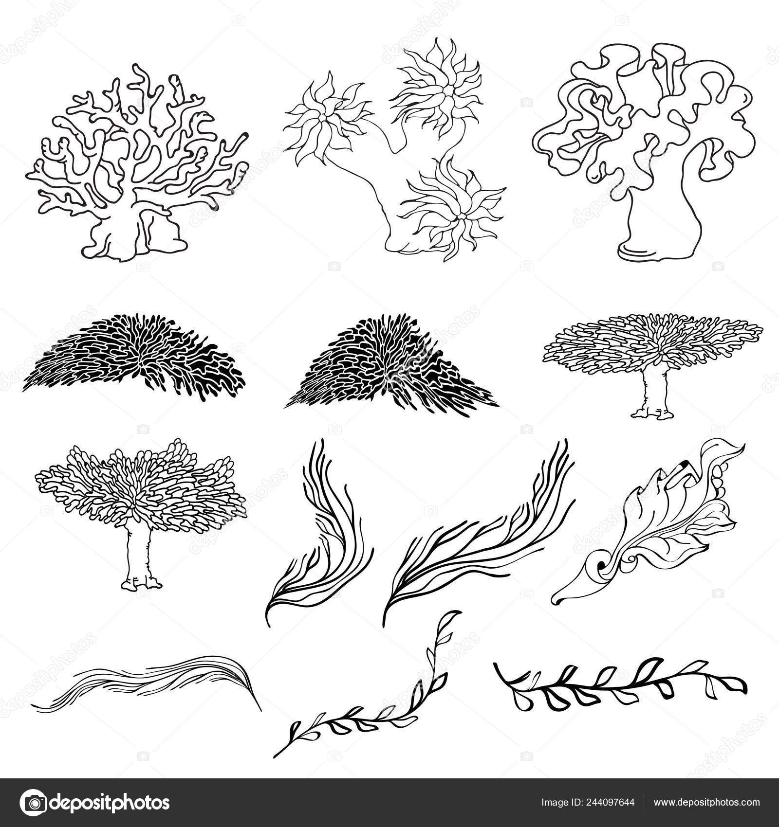 Top 91+ Images how to draw seaweed and coral step by step Updated