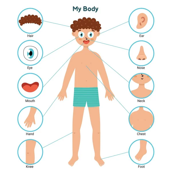 Partes do corpo cartazes educativos com um menino. Partes de aprendizagem do corpo —  Vetores de Stock