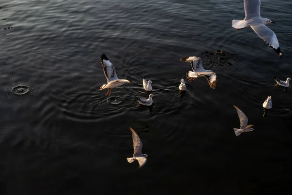 Martı sürüleri denizde yüzer..
